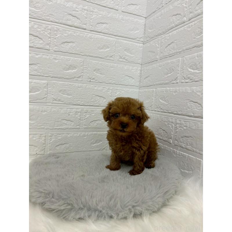 販売中の岡山県のタイニープードル-429170の4枚目