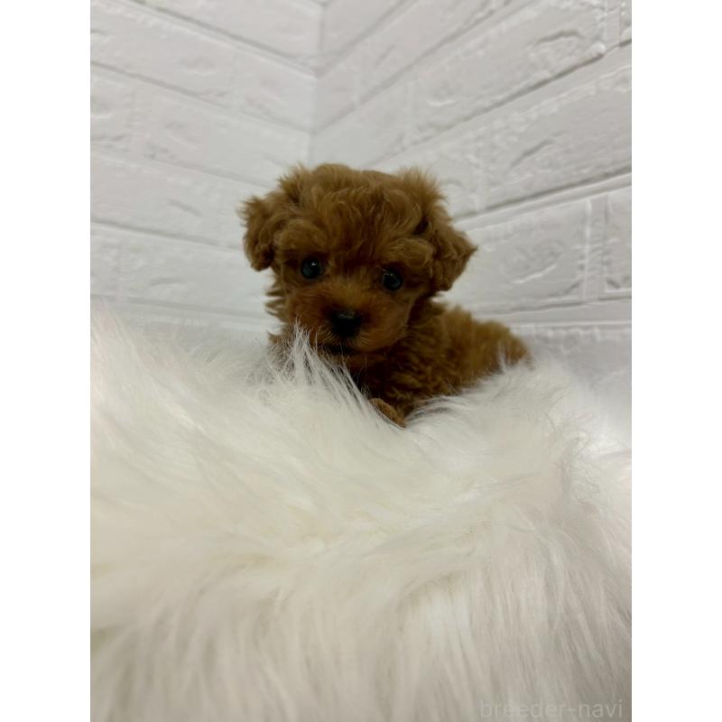 販売中の岡山県のタイニープードル-429170の3枚目