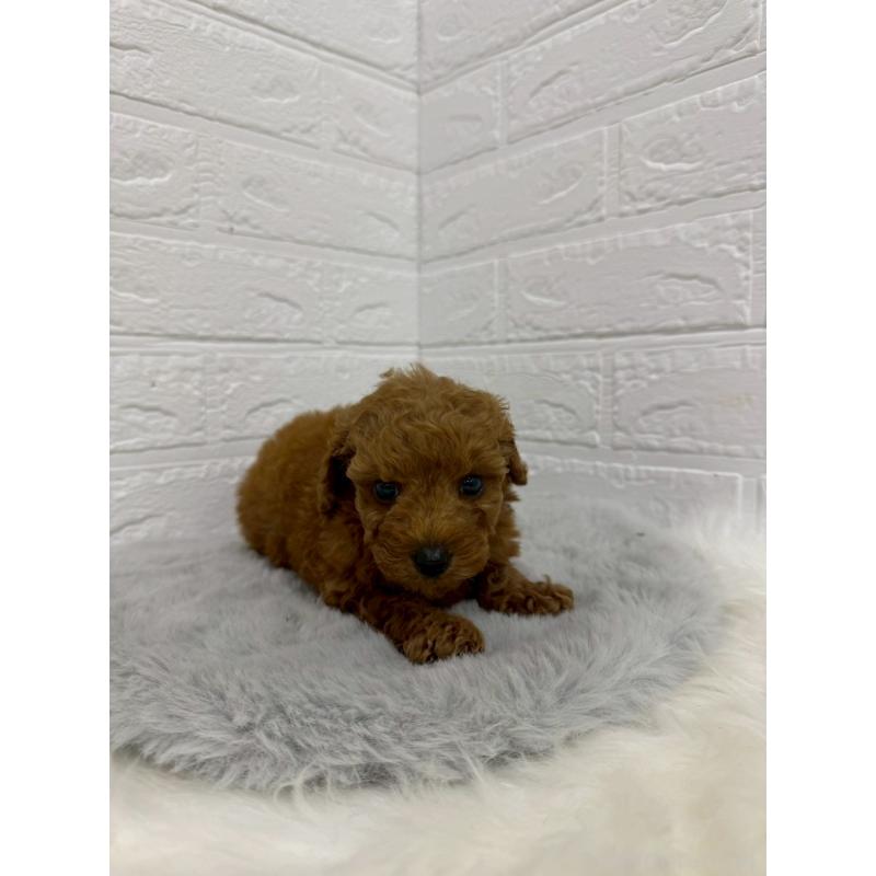 販売中の岡山県のタイニープードル-429171の7枚目