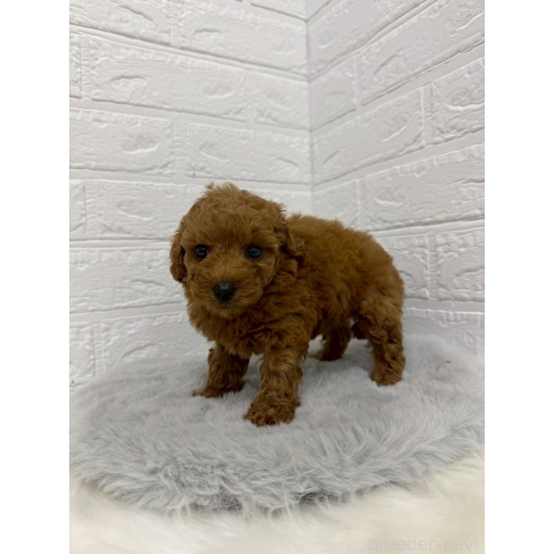 販売中の岡山県のタイニープードル-429171の4枚目