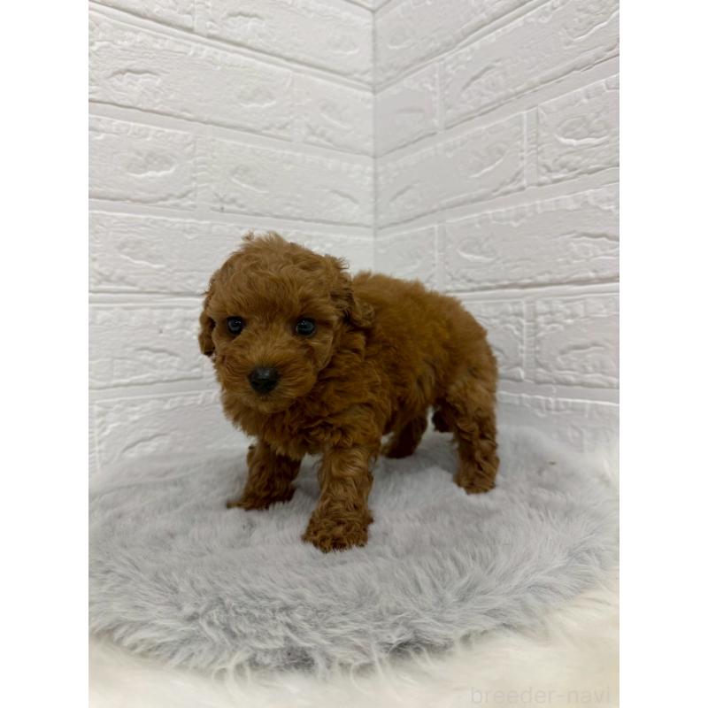 販売中の岡山県のタイニープードル-429171の3枚目