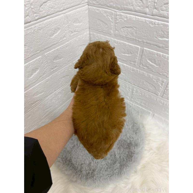 販売中の岡山県のタイニープードル-429171の2枚目