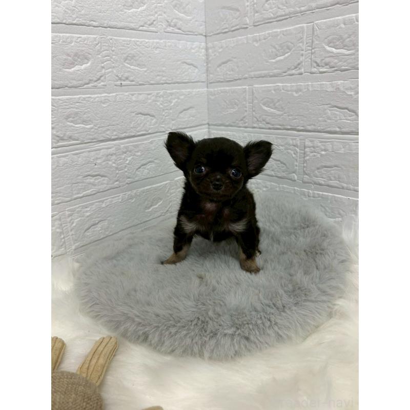 販売中の岡山県のチワワ(ロングコート)-429173の9枚目