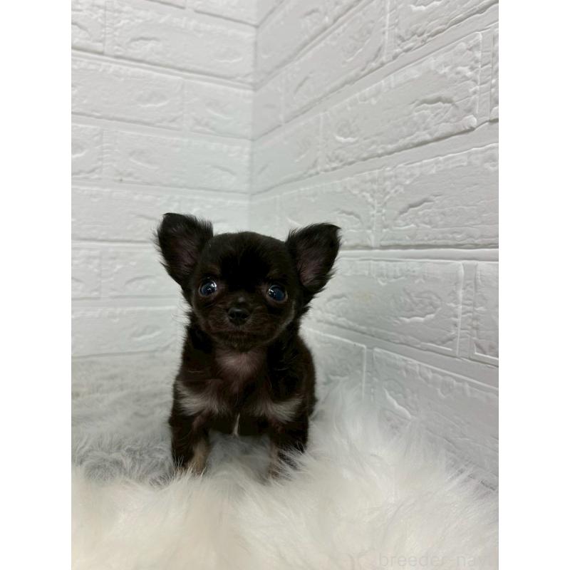 販売中の岡山県のチワワ(ロングコート)-429173の8枚目