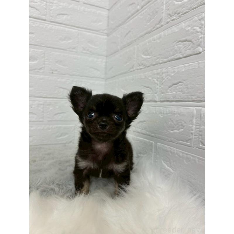 販売中の岡山県のチワワ(ロングコート)-429173の7枚目