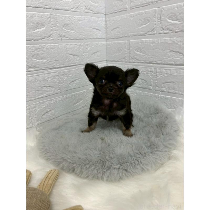 販売中の岡山県のチワワ(ロングコート)-429173の6枚目