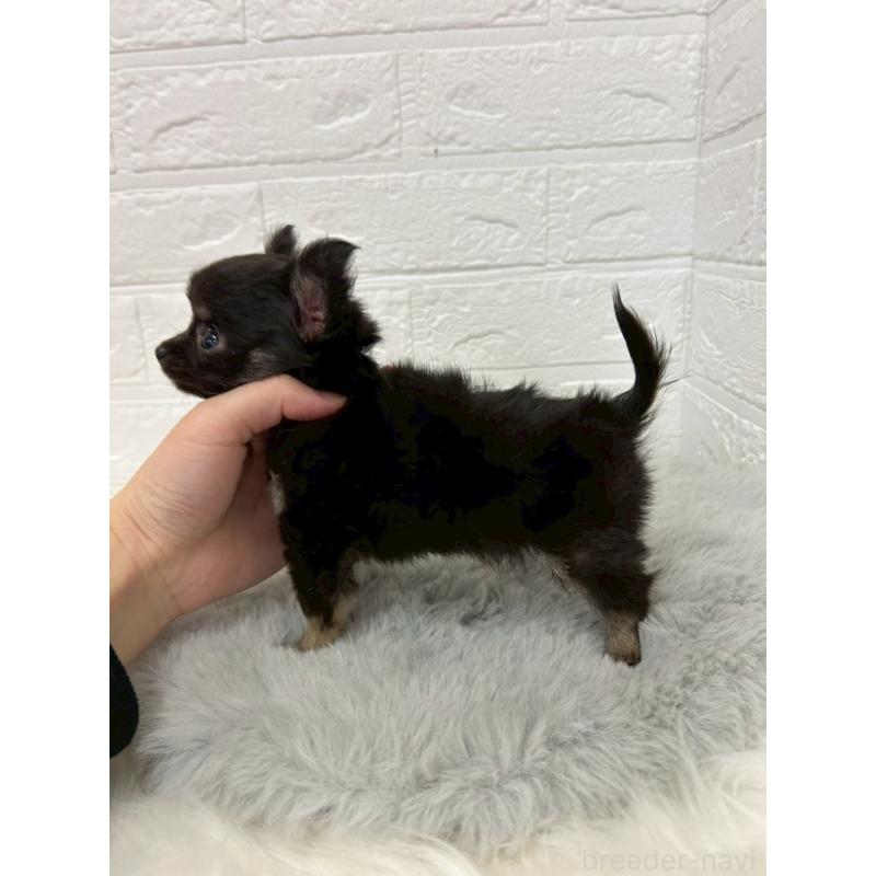 販売中の岡山県のチワワ(ロングコート)-429173の5枚目