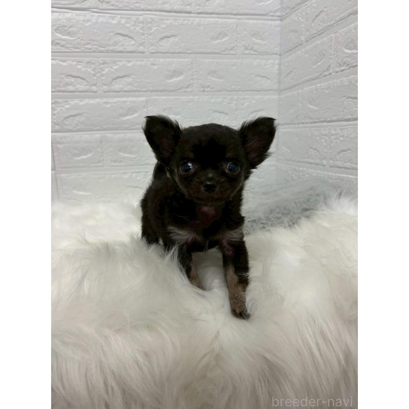 販売中の岡山県のチワワ(ロングコート)-429173の4枚目