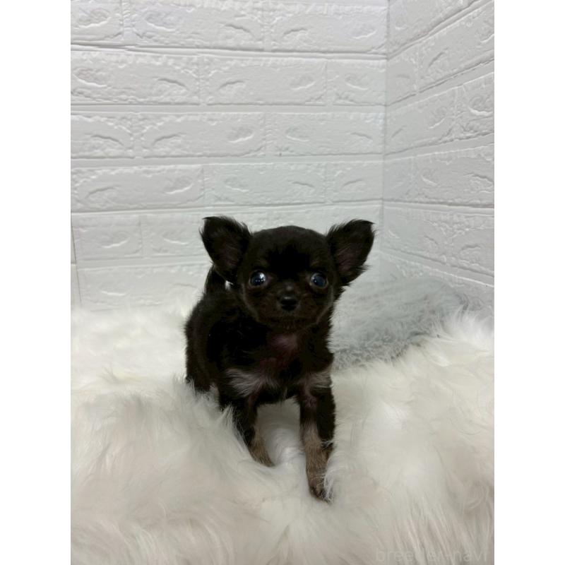 販売中の岡山県のチワワ(ロングコート)-429173の3枚目