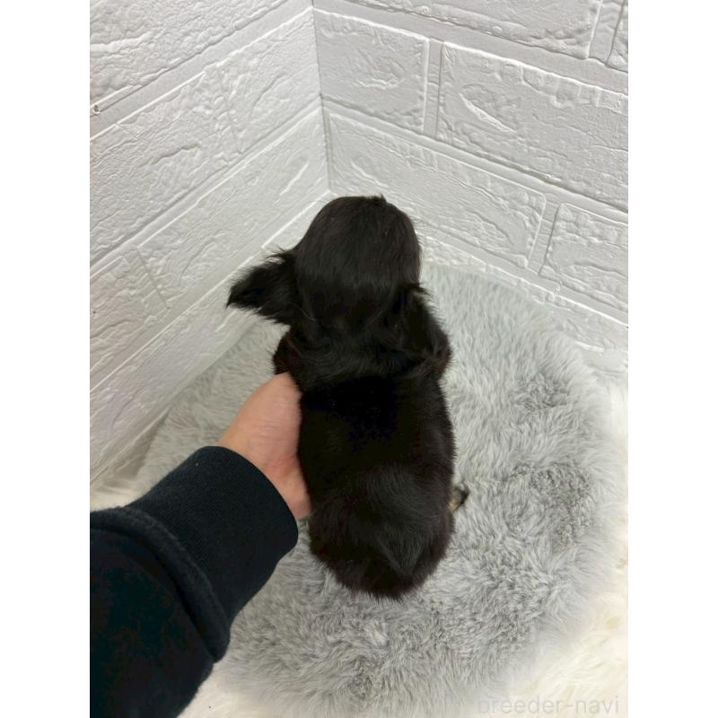 販売中の岡山県のチワワ(ロングコート)-429173の2枚目