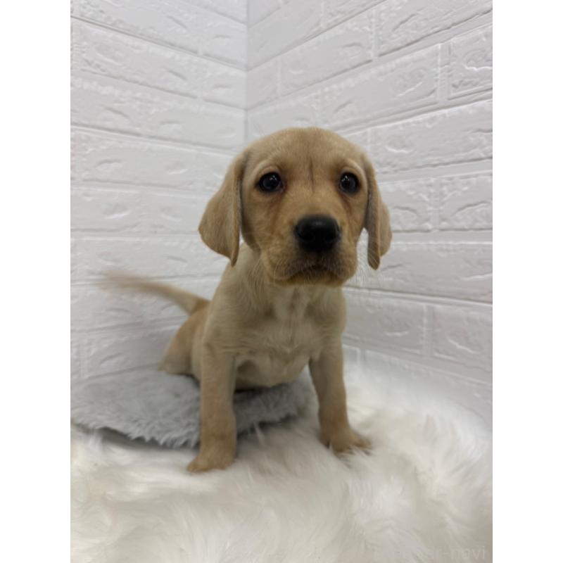 販売中の岡山県のラブラドールレトリーバー-429174の6枚目