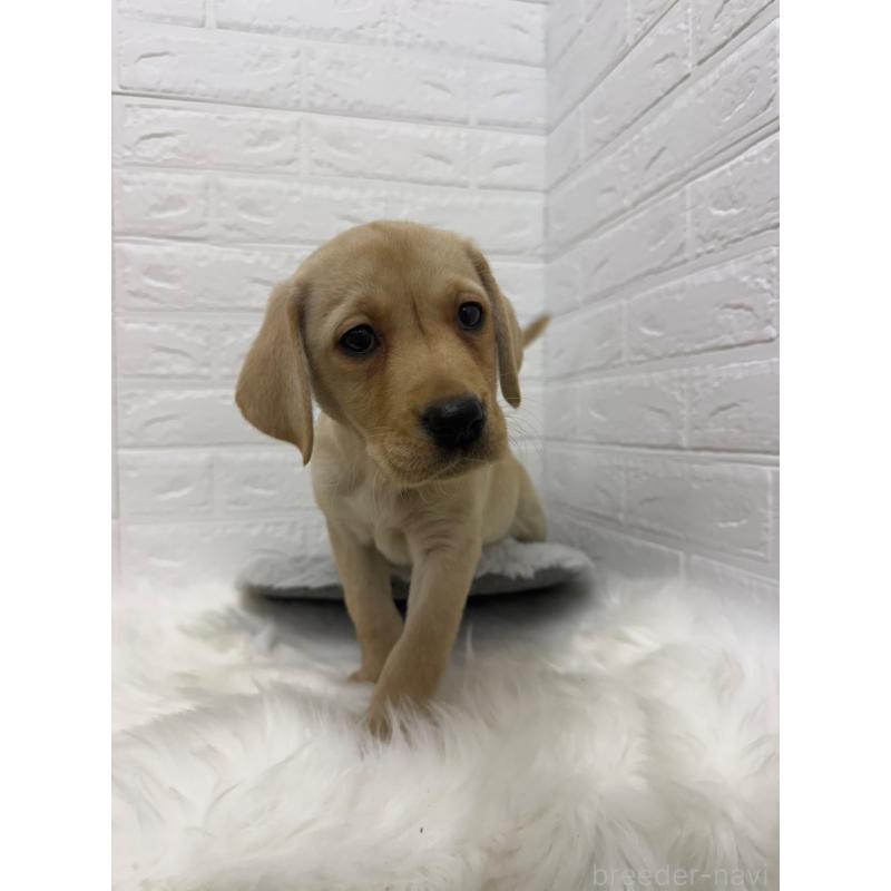 販売中の岡山県のラブラドールレトリーバー-429174の5枚目