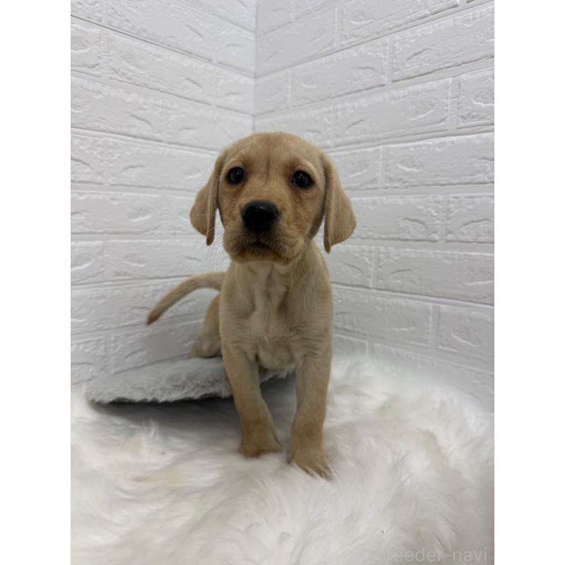 販売中の岡山県のラブラドールレトリーバー-429174の4枚目