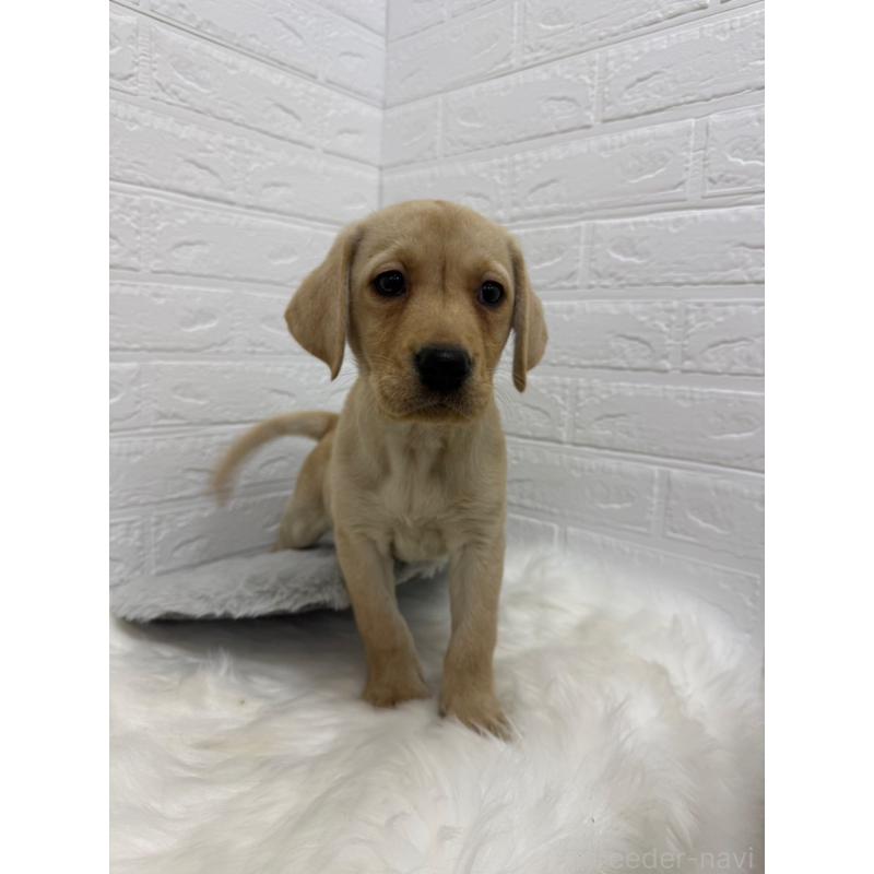 販売中の岡山県のラブラドールレトリーバー-429174の3枚目