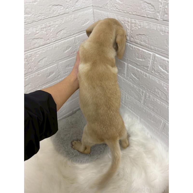 販売中の岡山県のラブラドールレトリーバー-429174の2枚目