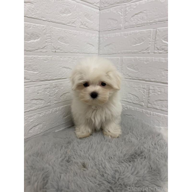 販売中の岡山県のマルチーズ-429175の13枚目