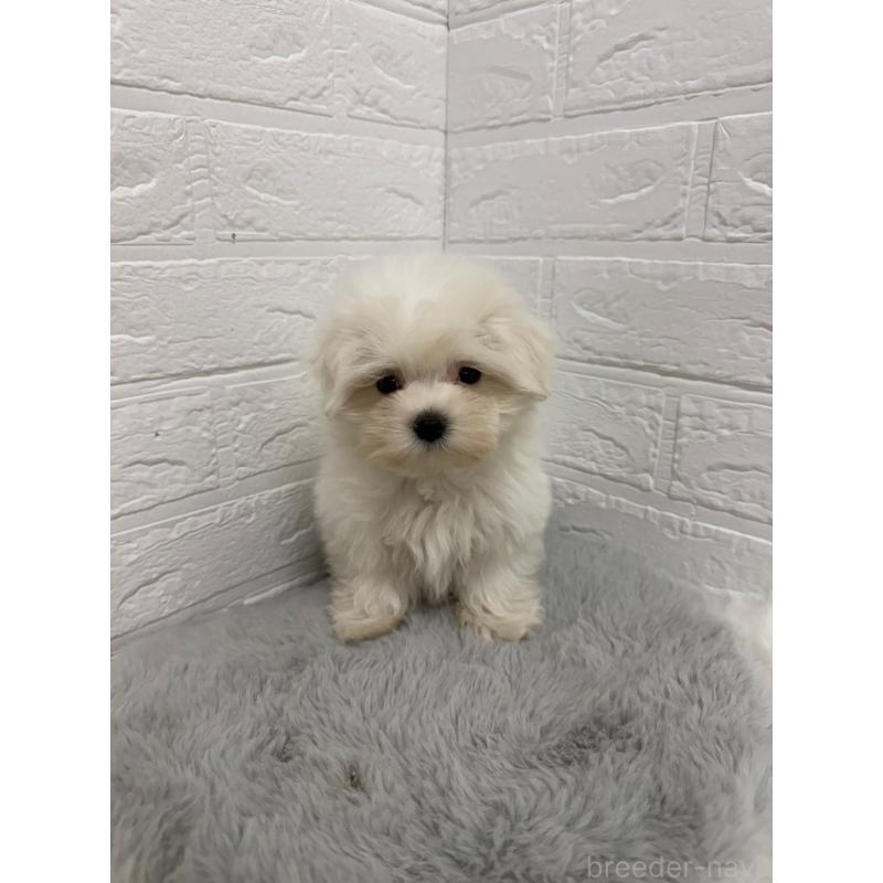 販売中の岡山県のマルチーズ-429175の12枚目