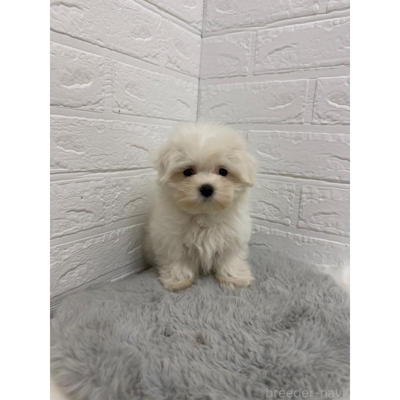 販売中の岡山県のマルチーズ-429175の11枚目