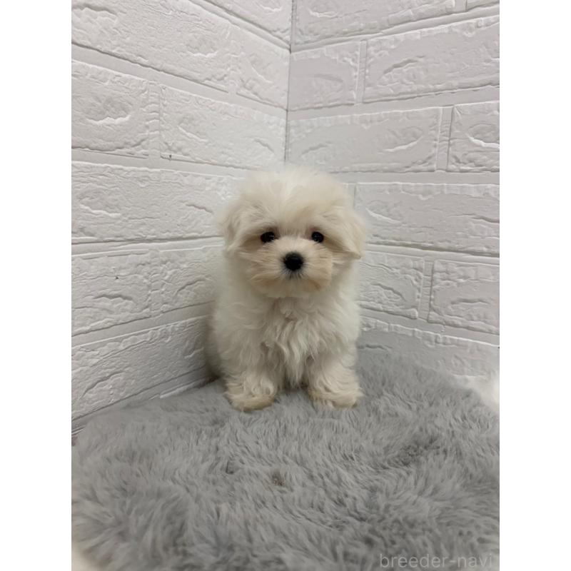 販売中の岡山県のマルチーズ-429175の10枚目