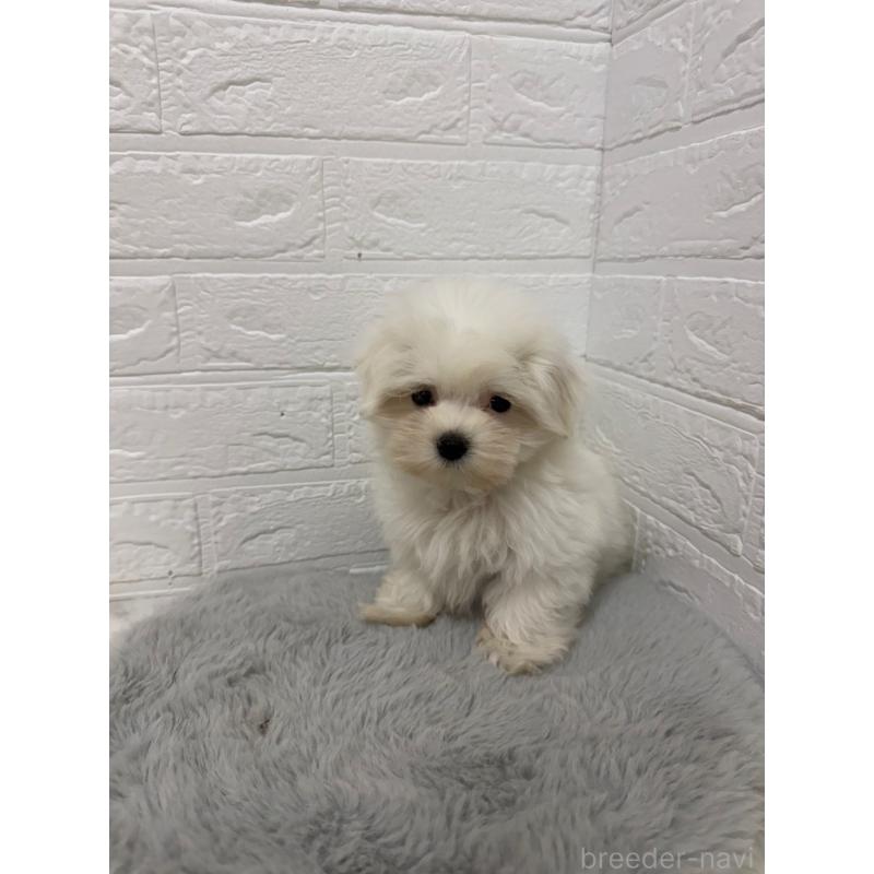 販売中の岡山県のマルチーズ-429175の9枚目