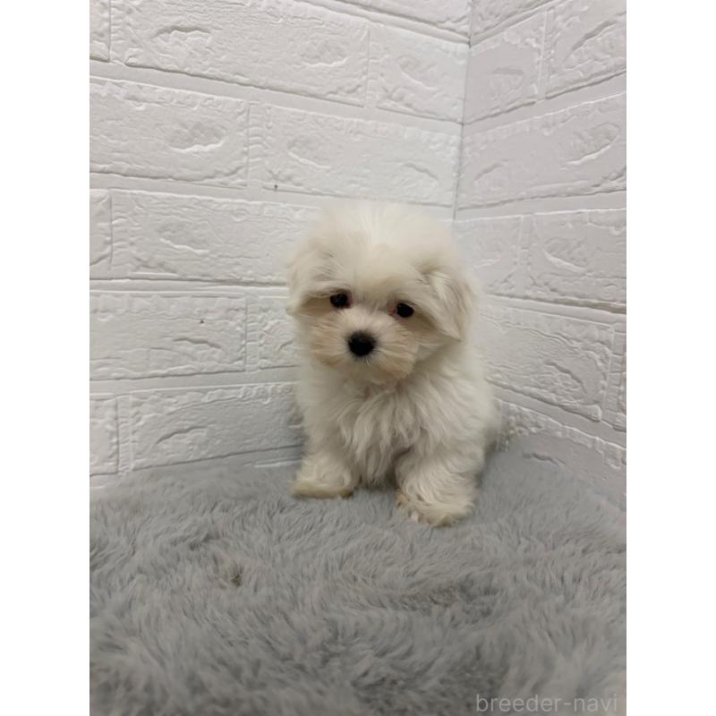 販売中の岡山県のマルチーズ-429175の8枚目