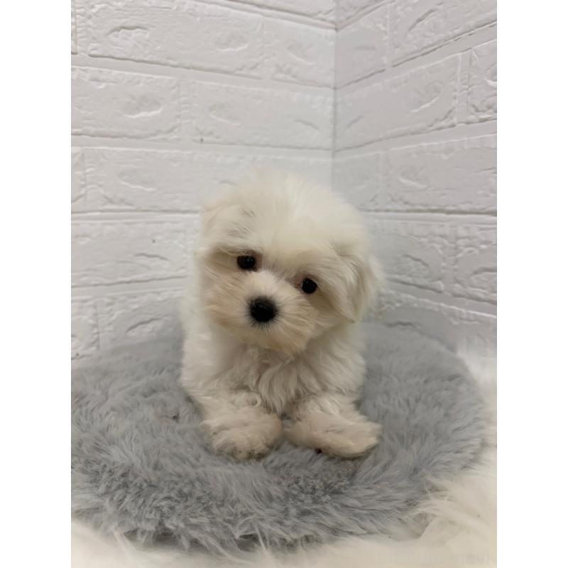 販売中の岡山県のマルチーズ-429175の7枚目