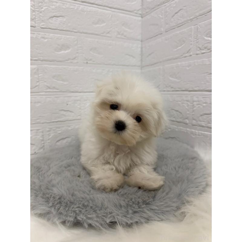 販売中の岡山県のマルチーズ-429175の6枚目