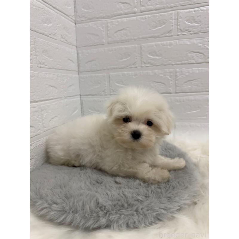 販売中の岡山県のマルチーズ-429175の5枚目