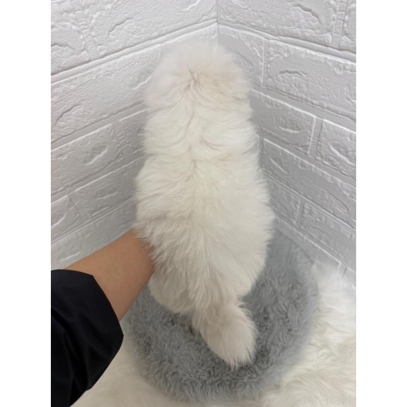 販売中の岡山県のマルチーズ-429175の4枚目