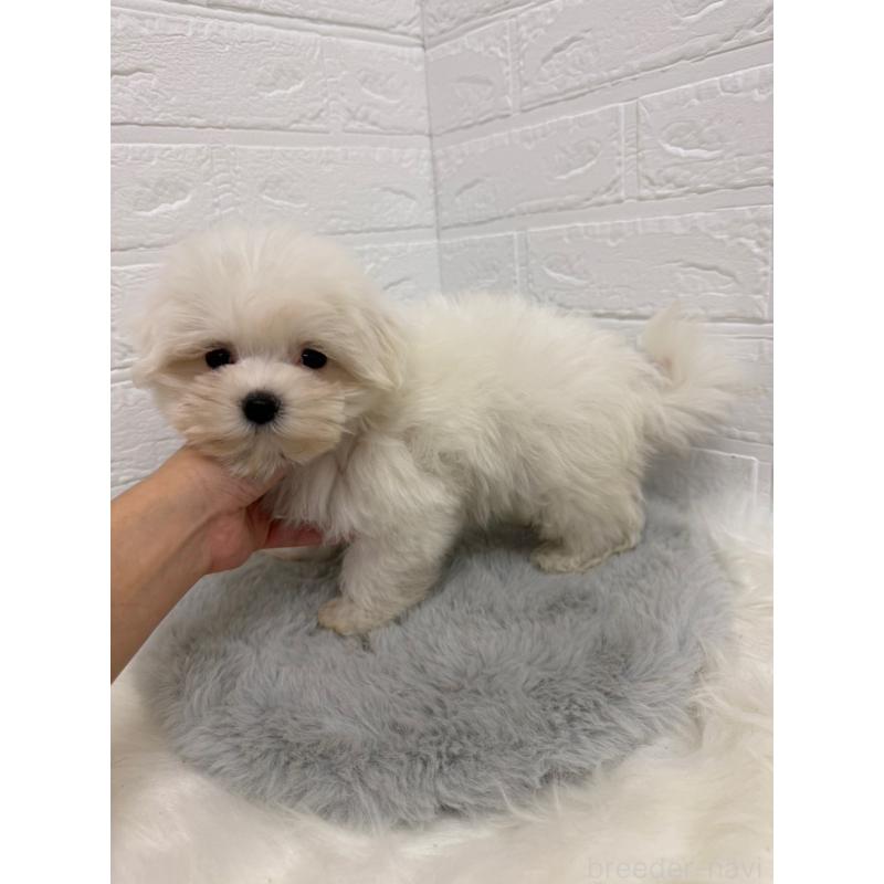 販売中の岡山県のマルチーズ-429175の3枚目