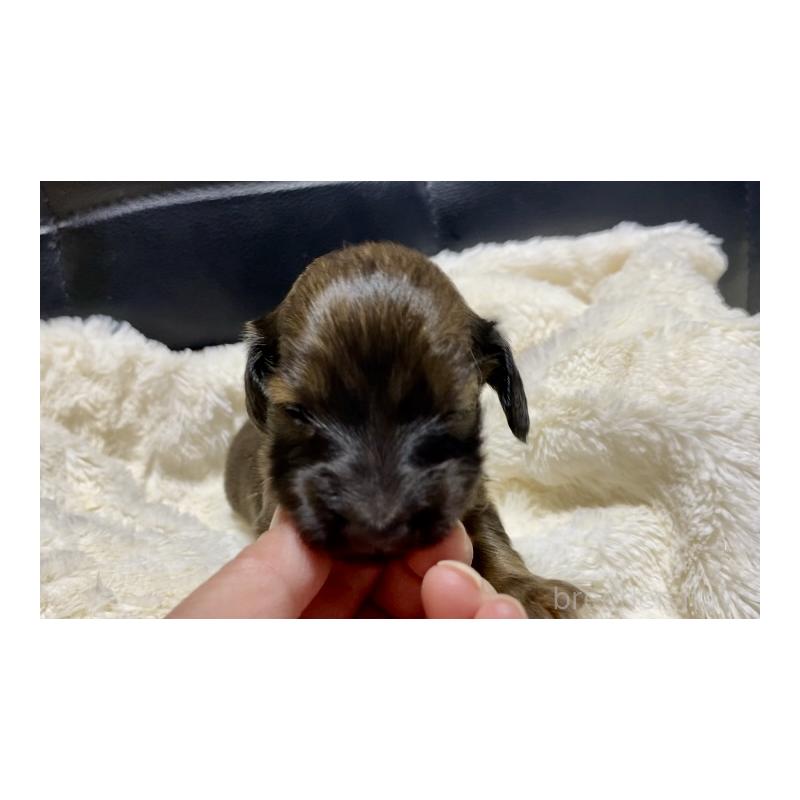 販売中の岐阜県のミニチュアダックスフンド(ロングヘアード)-429177の6枚目