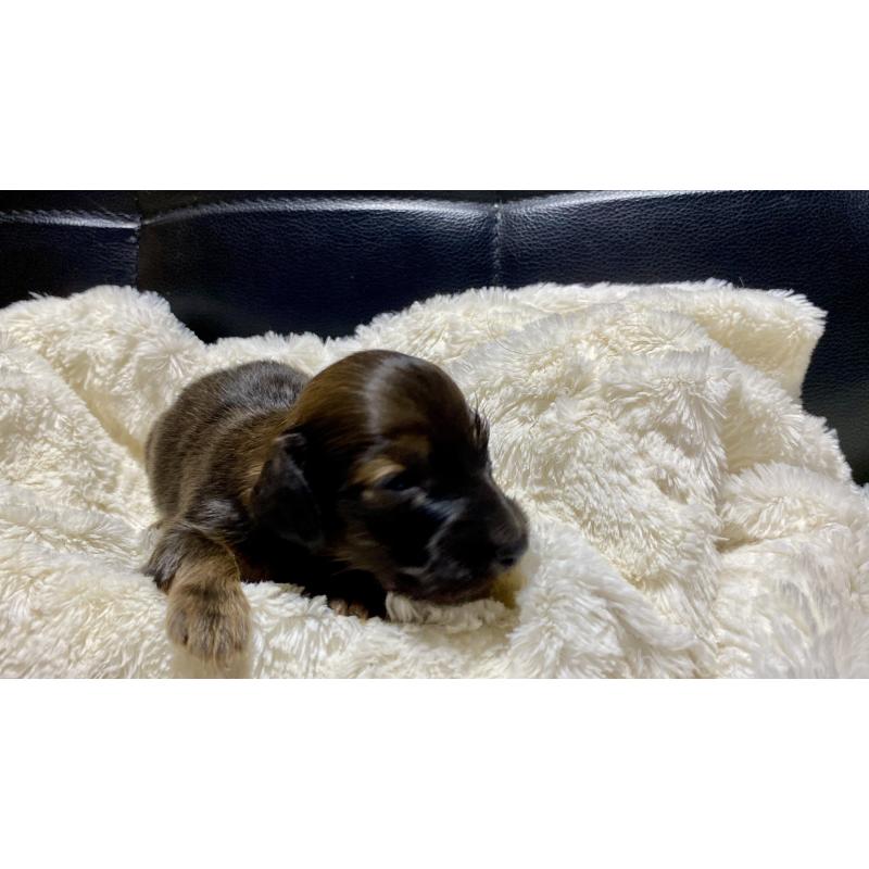 販売中の岐阜県のミニチュアダックスフンド(ロングヘアード)-429177の5枚目