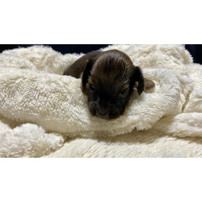 販売中の岐阜県のミニチュアダックスフンド(ロングヘアード)-429177の4枚目