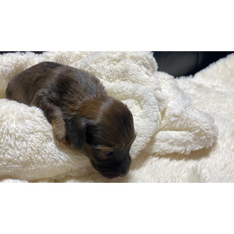 販売中の岐阜県のミニチュアダックスフンド(ロングヘアード)-429177の3枚目