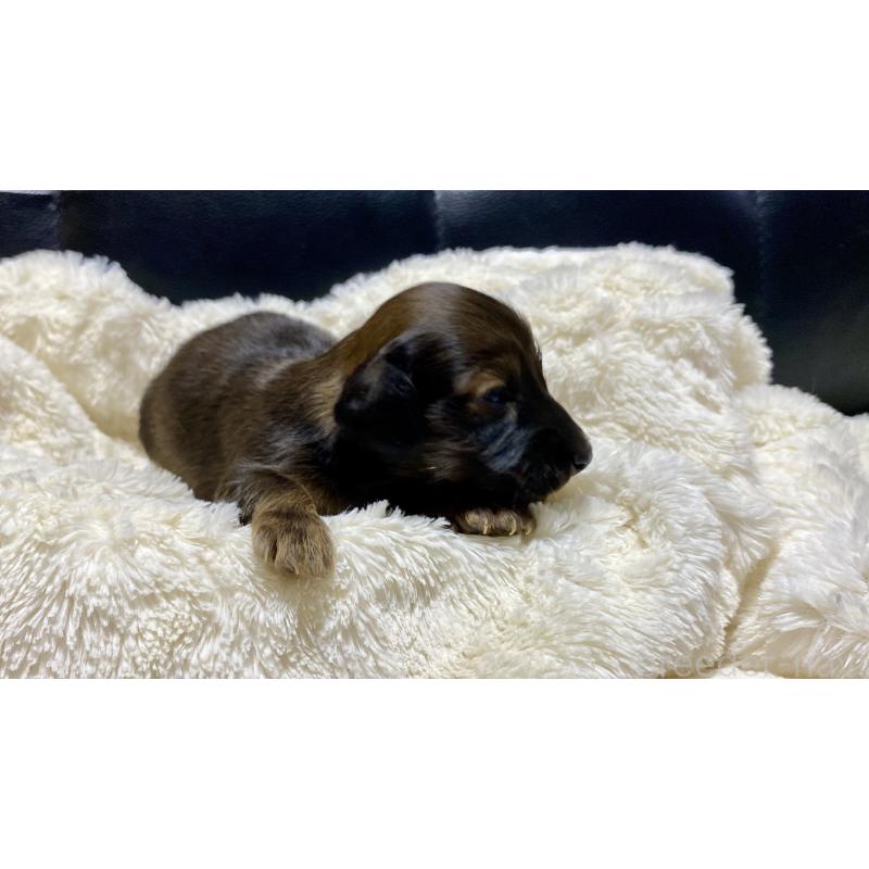 販売中の岐阜県のミニチュアダックスフンド(ロングヘアード)-429177の2枚目