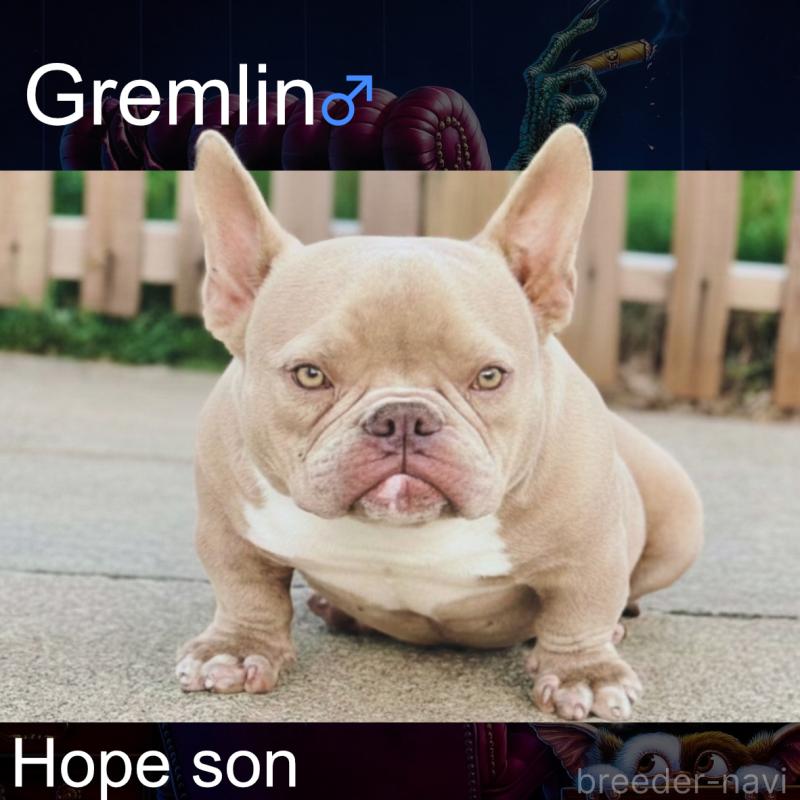 Gremlinくん1枚目