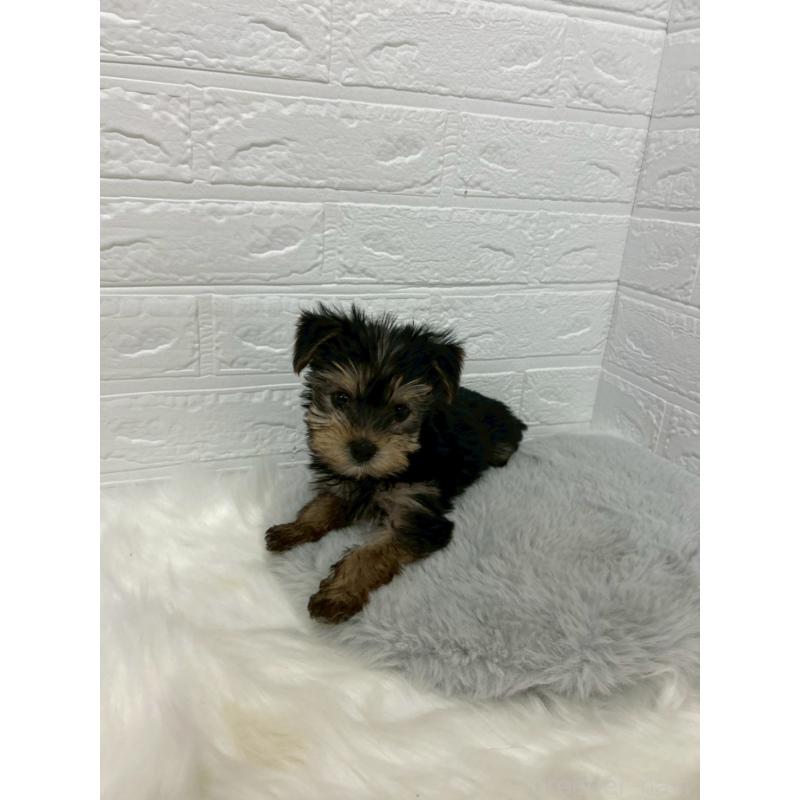 販売中の岡山県のヨークシャーテリア-429176の10枚目