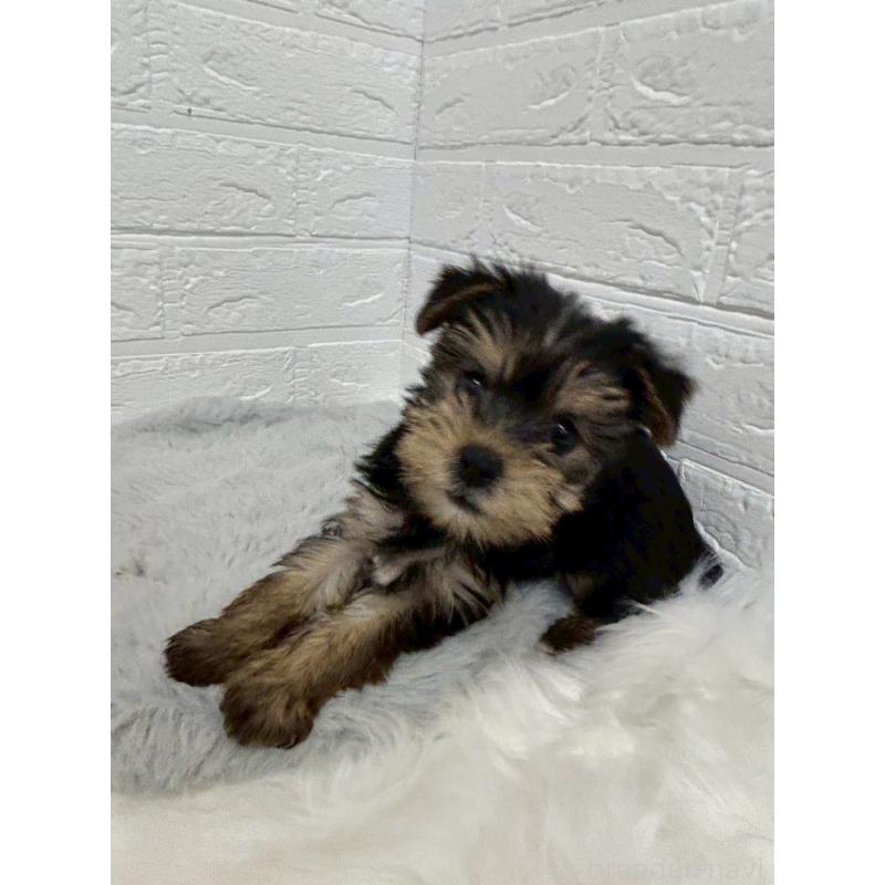 販売中の岡山県のヨークシャーテリア-429176の9枚目