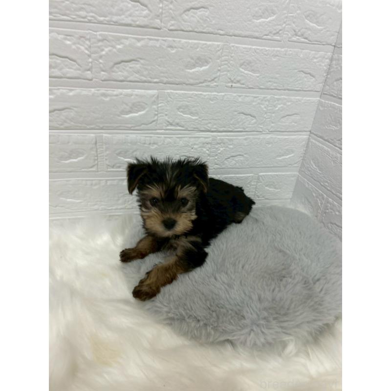 販売中の岡山県のヨークシャーテリア-429176の8枚目