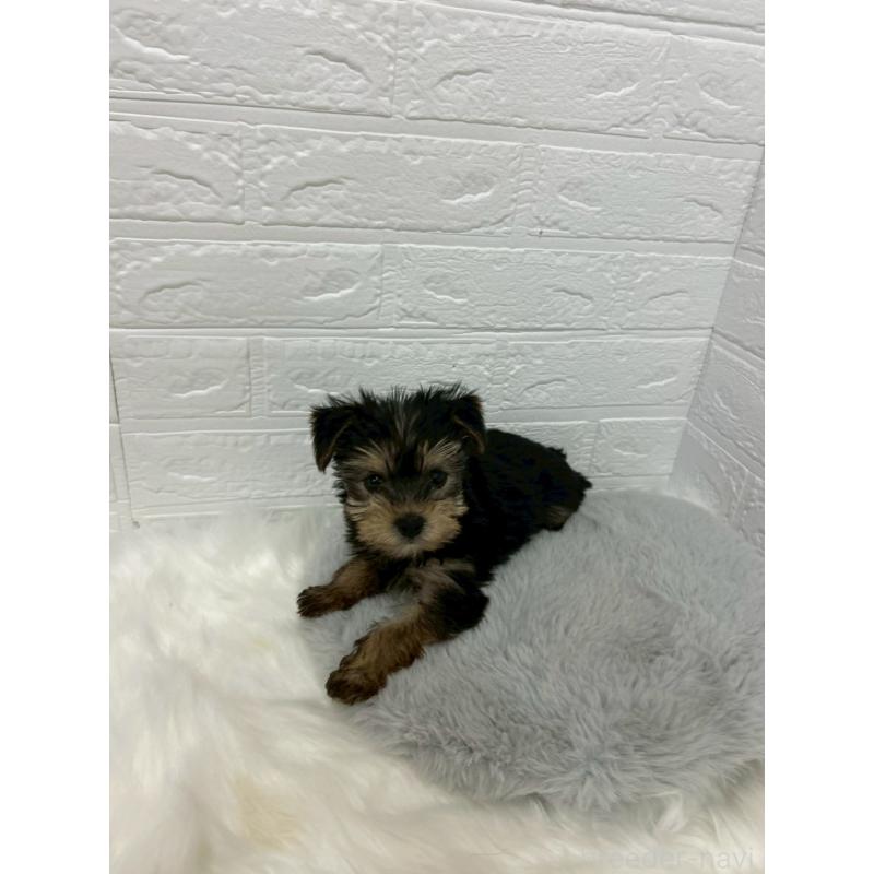 販売中の岡山県のヨークシャーテリア-429176の7枚目