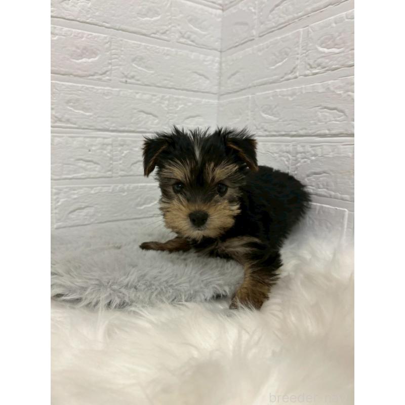 販売中の岡山県のヨークシャーテリア-429176の6枚目