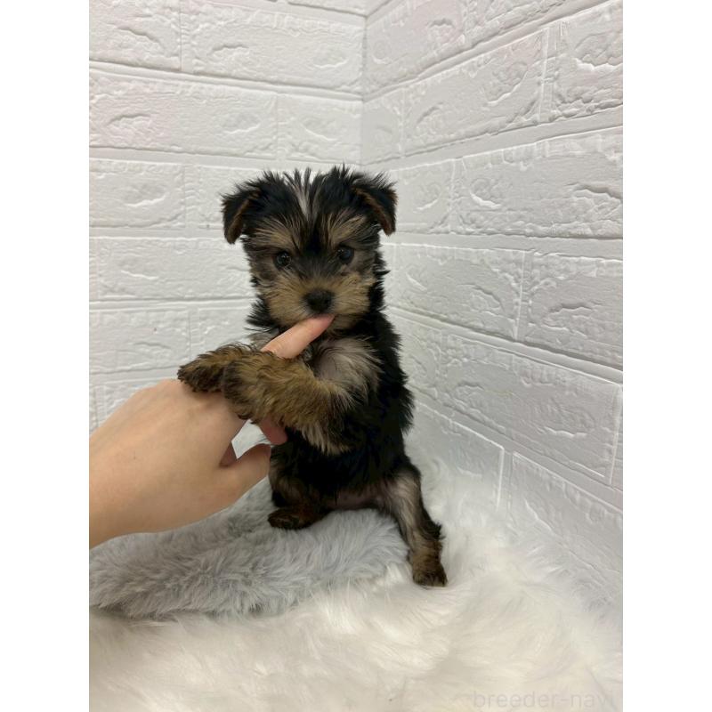 販売中の岡山県のヨークシャーテリア-429176の5枚目