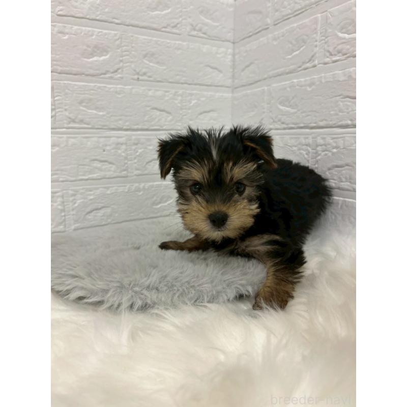 販売中の岡山県のヨークシャーテリア-429176の4枚目