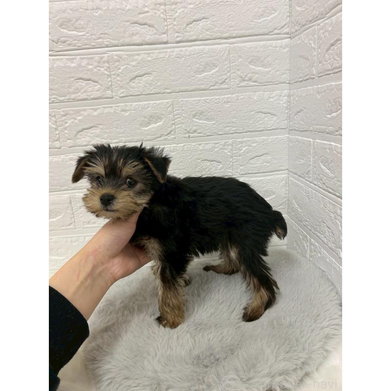販売中の岡山県のヨークシャーテリア-429176の3枚目