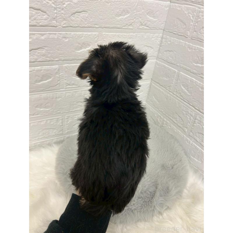 販売中の岡山県のヨークシャーテリア-429176の2枚目