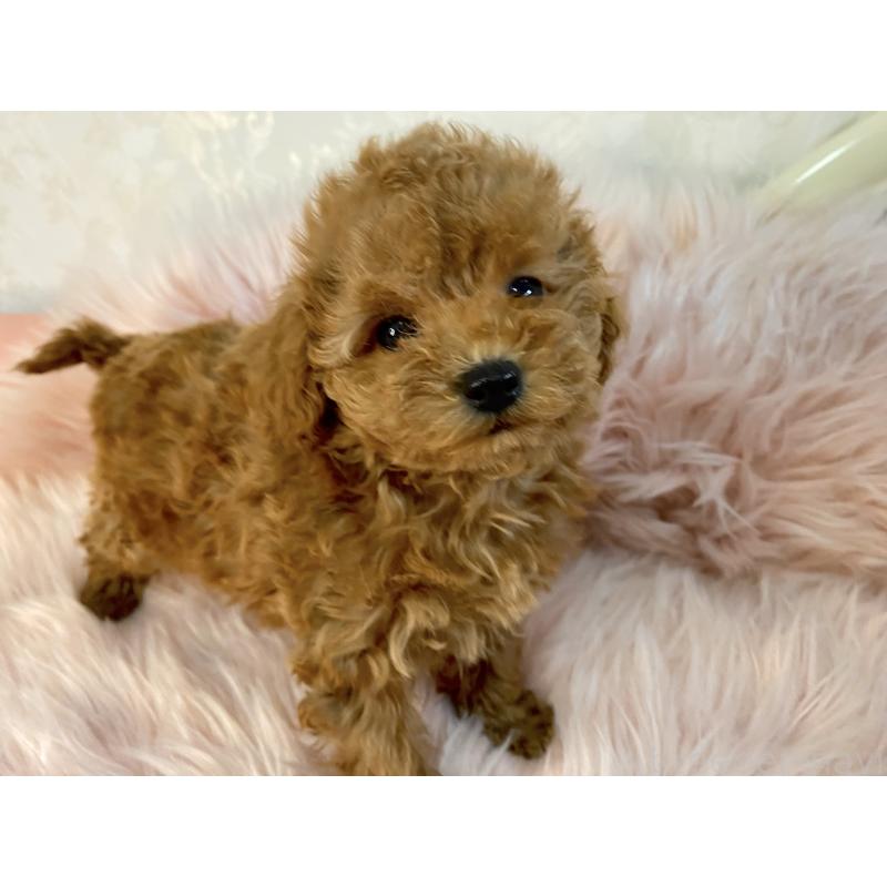 販売中の熊本県のタイニープードル-429178の5枚目