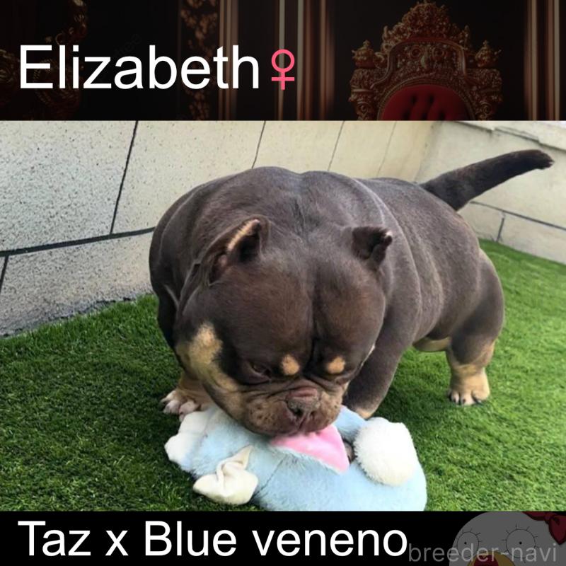 Elizabethちゃん1枚目