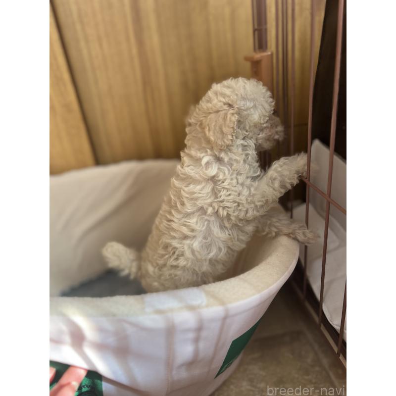 販売中の埼玉県のタイニープードル-429202の2枚目