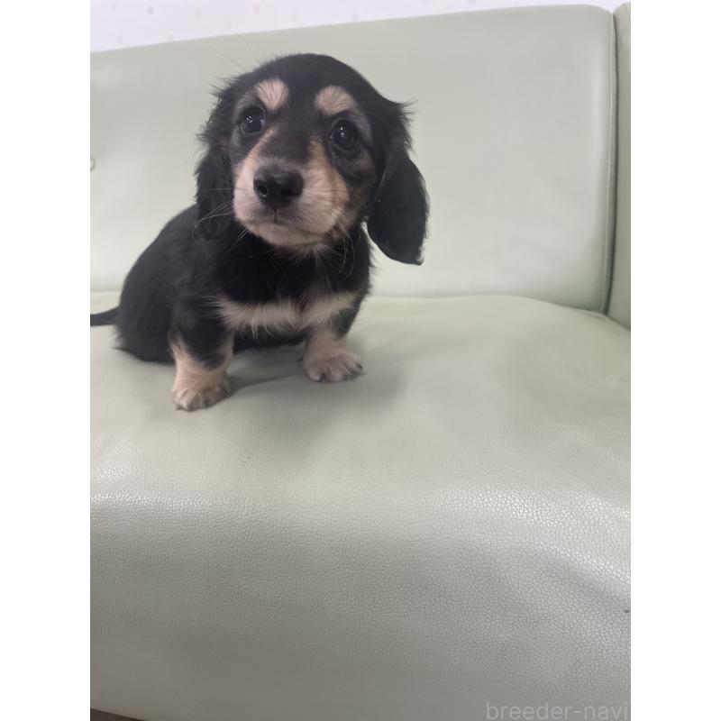 成約済の福岡県のカニンヘンダックスフンド(ロングヘアード)-426426の5枚目