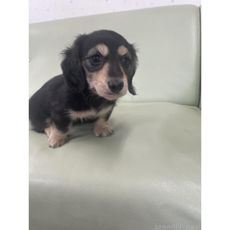 成約済の福岡県のカニンヘンダックスフンド(ロングヘアード)-426426の4枚目